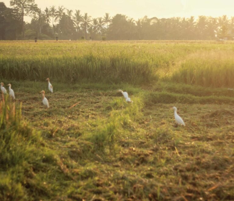 The Ultimate Guide to Family Villas in Bali